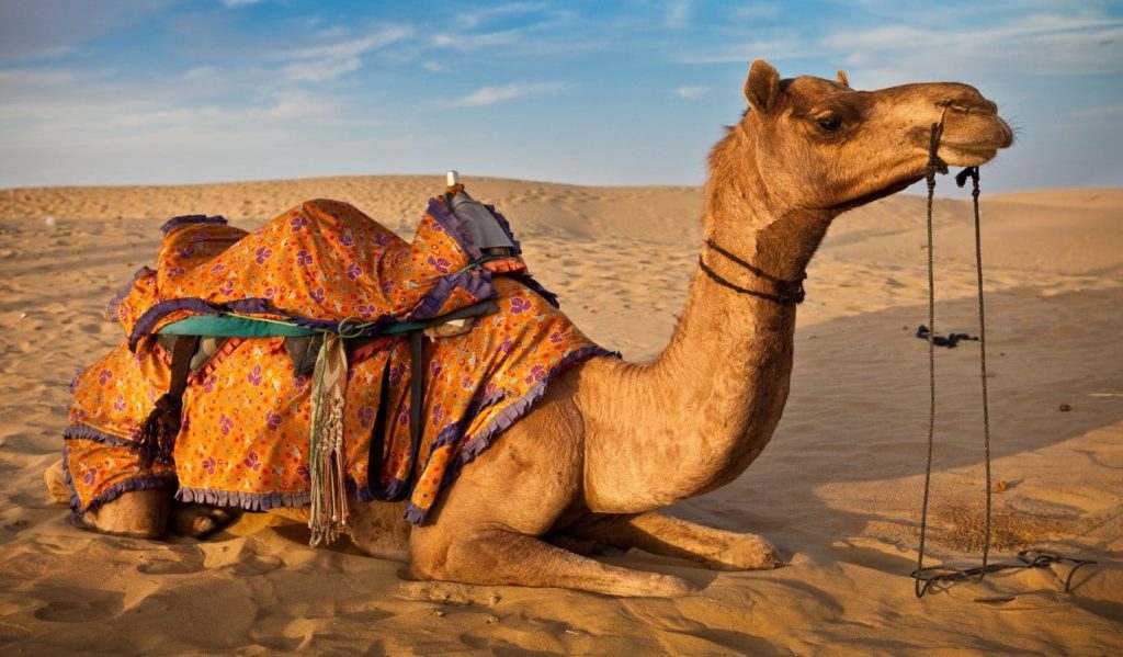 Camel safari at sam dunes Image Source