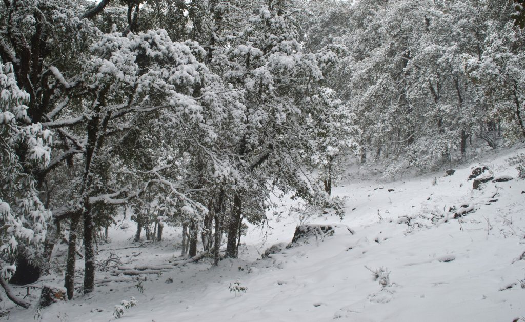 Weekend Snow Trek Nagtibba Weekend Snow Trek Nagtibba
