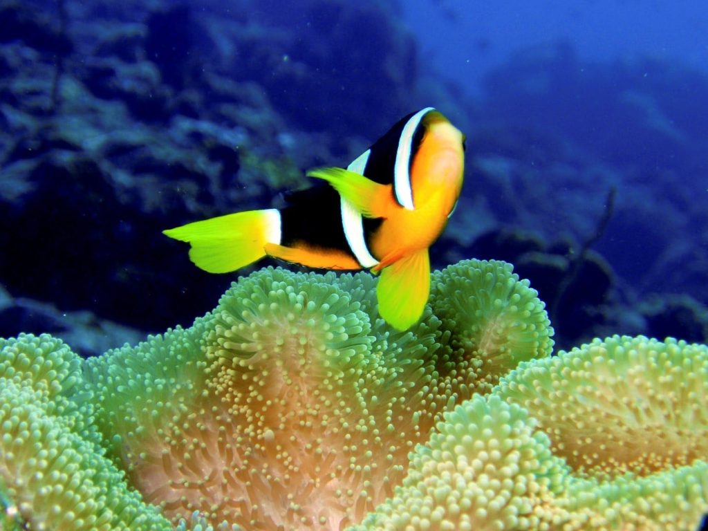 Top 5 Scuba diving spots in India Top 5 Scuba diving spots in India