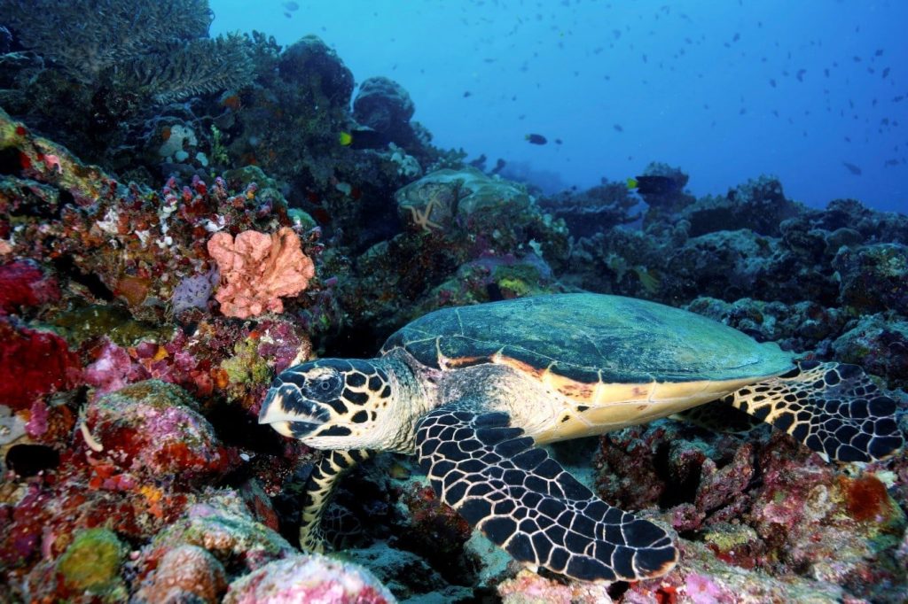 Top 5 Scuba diving spots in India Top 5 Scuba diving spots in India