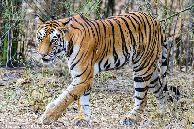 Complete guide Madhya Pradesh