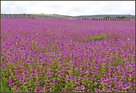 kaas-plateau