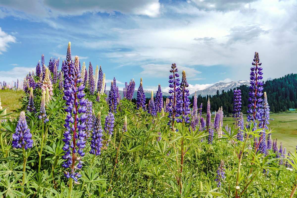 15 Offbeat Places To Visit In Kashmir