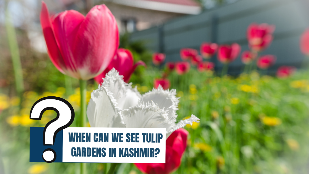 Kashmir trip FAQs- Tulip Gardens