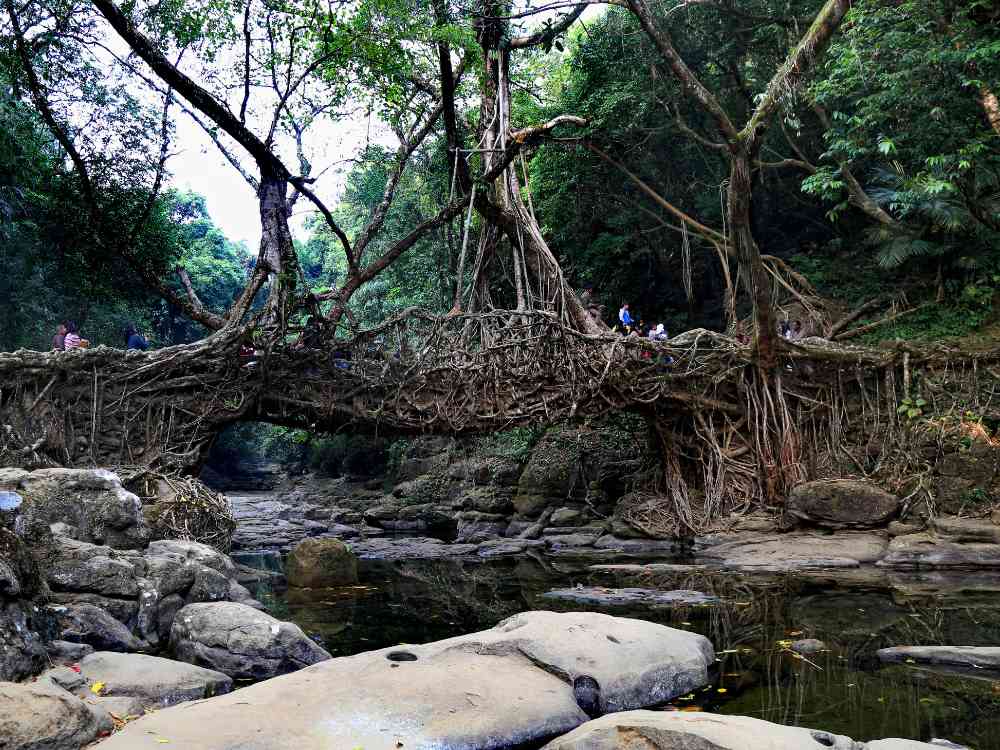 Living Root Bridge Meghalaya 