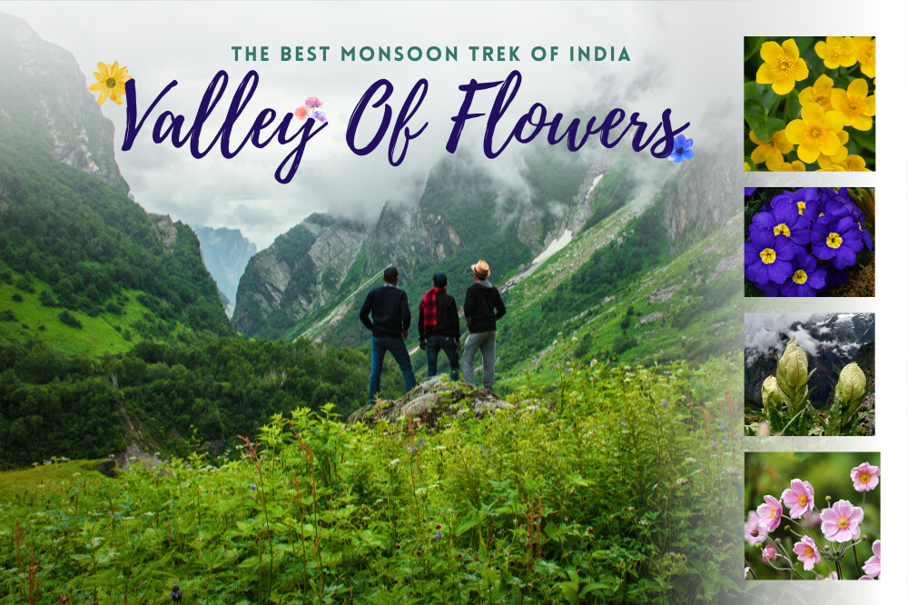 Valley of Flowers Complete Guide