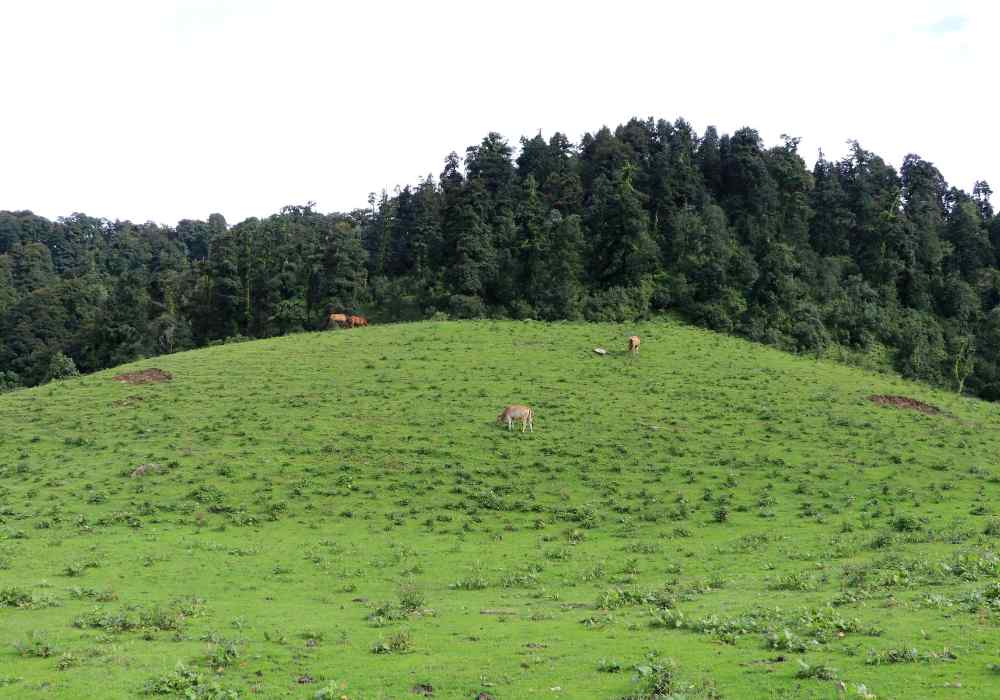 Dayara Meadows in Summer