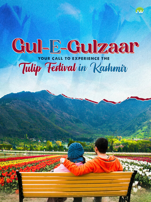 Tulip Festival Kashmir