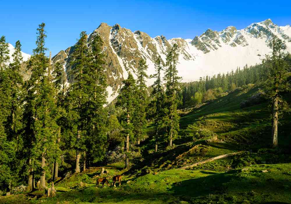 Sar Pass Trek - treat for your eyes