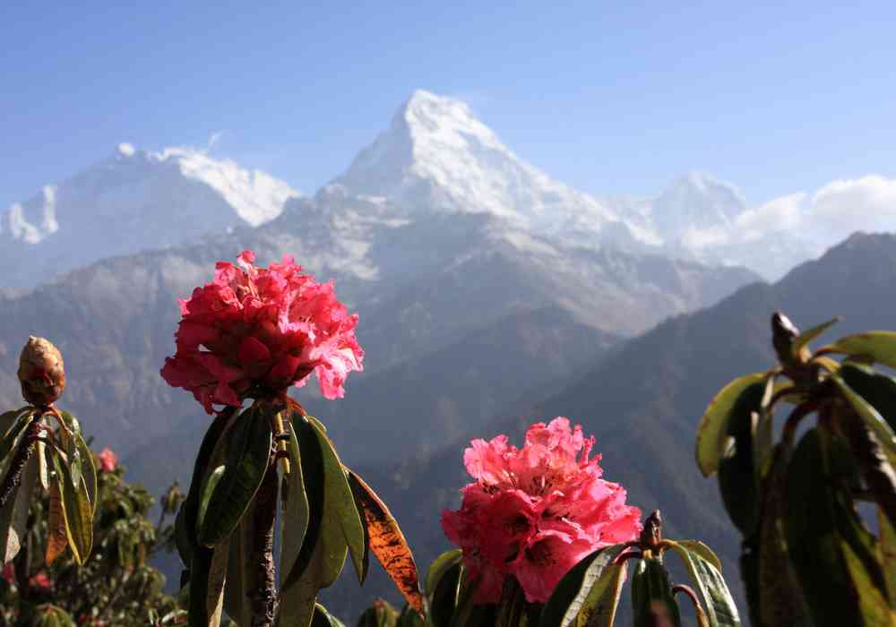 Rhododendron Flowers