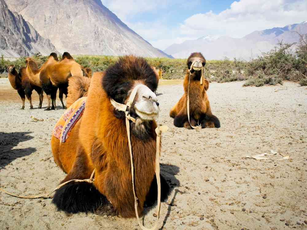 Camel Safari in Ladakh