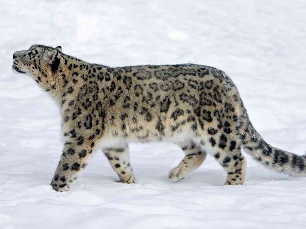 Snow Leopard