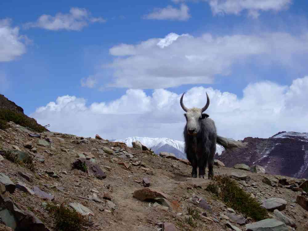 Yak in Ladakh