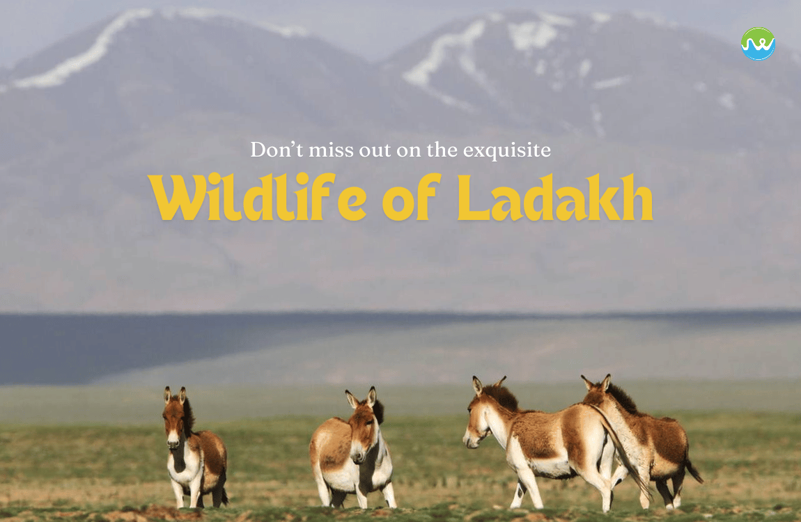 Spot the most unique animals of India on your trip to Ladakh.