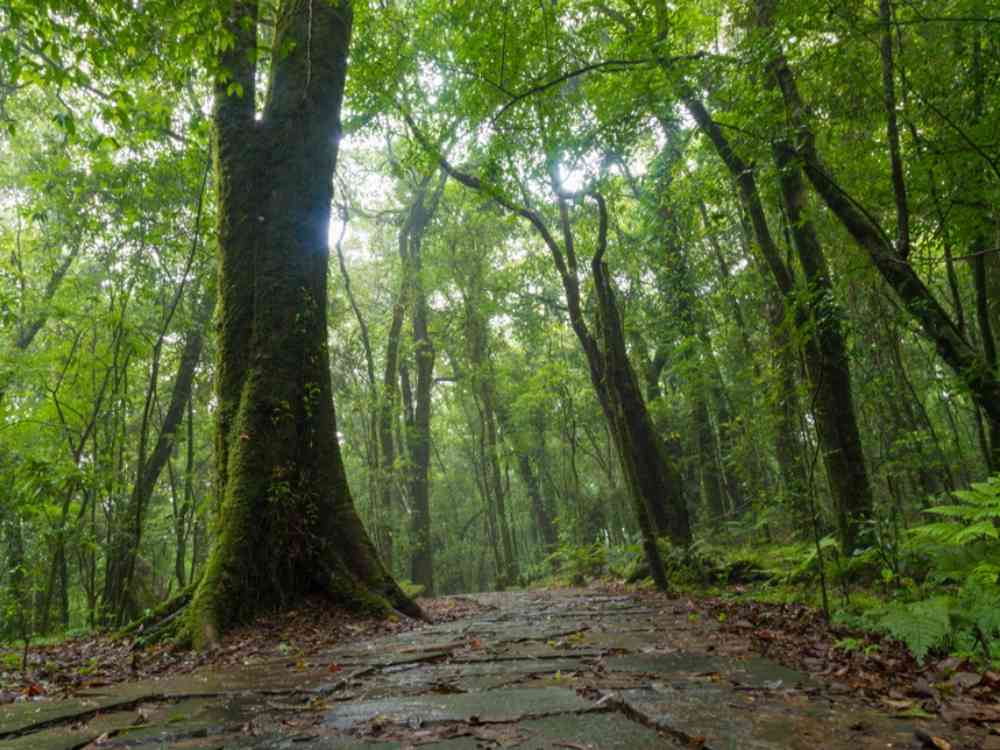 Mawphlang Meghalaya