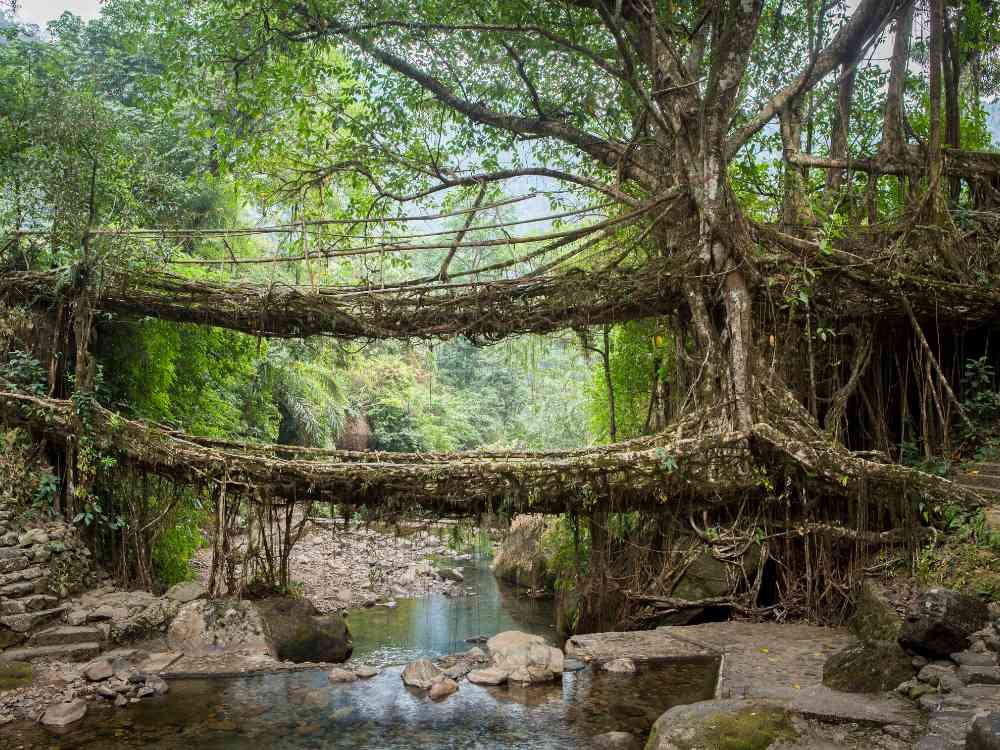 Living Root Bridge Meghalaya