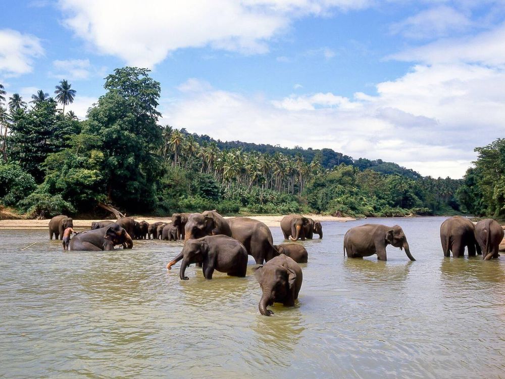Mahouts washing their elephants in river at Maetaman Elephant Camp, near Chiang Mai, Chiang Mai Province, Thailand