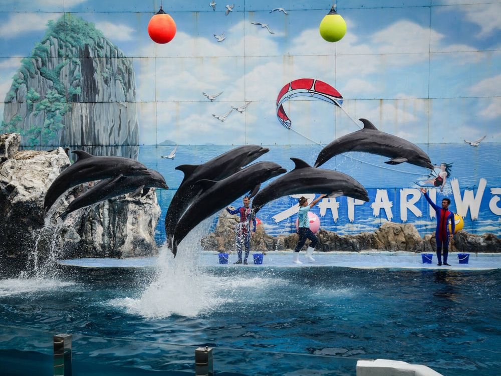 Dolphins performing at Safari World in Thailand