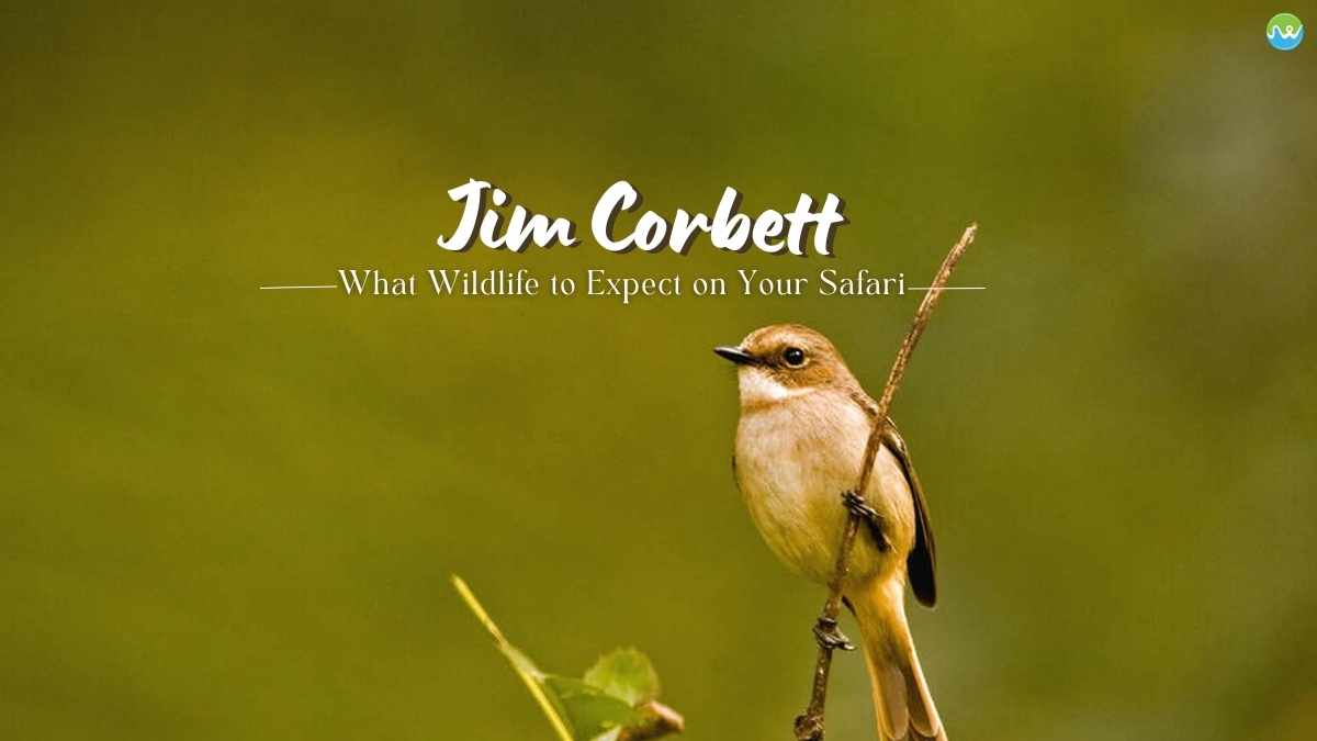 Animals in Jim Corbett
