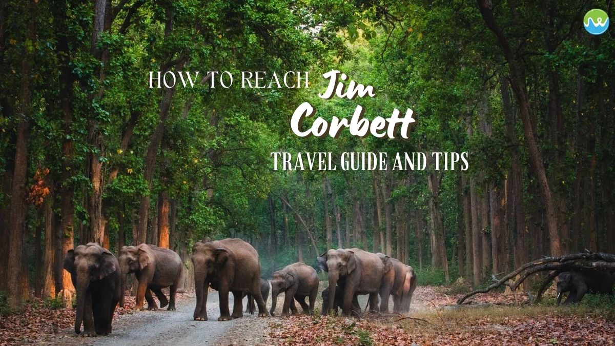 How to reach Jim Corbett: Travel guide and tips