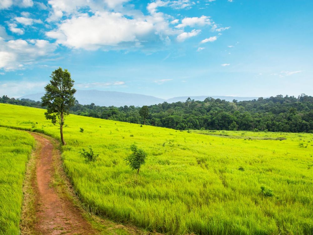 Khao Yai national park in Thailand