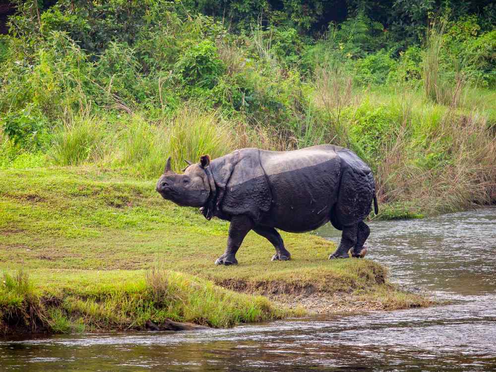 A wild Rhinoceros in Chitwan national park