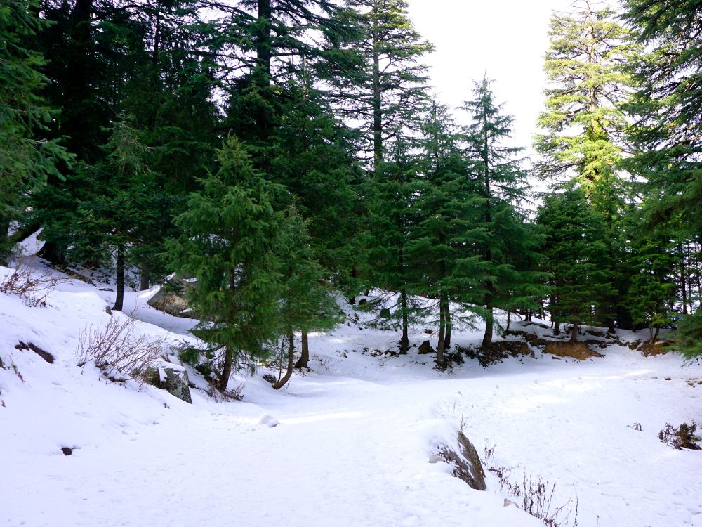 Kalatop-Khajjiar Wildlife Sanctuary, Dalhousie