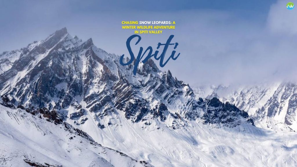 Snow leopards in Spiti valley