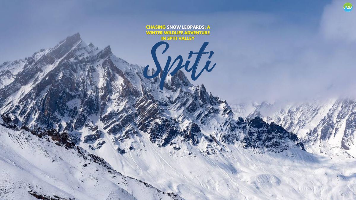 Snow leopards in Spiti valley