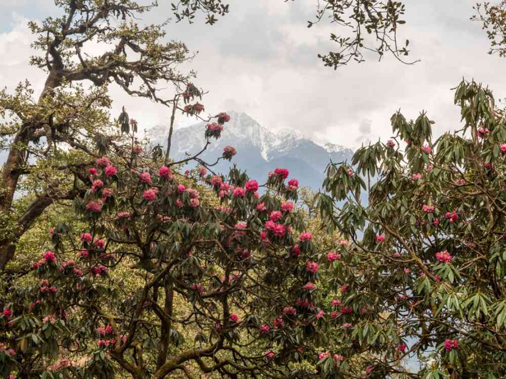 Rhododendron Trees with blooming flowers