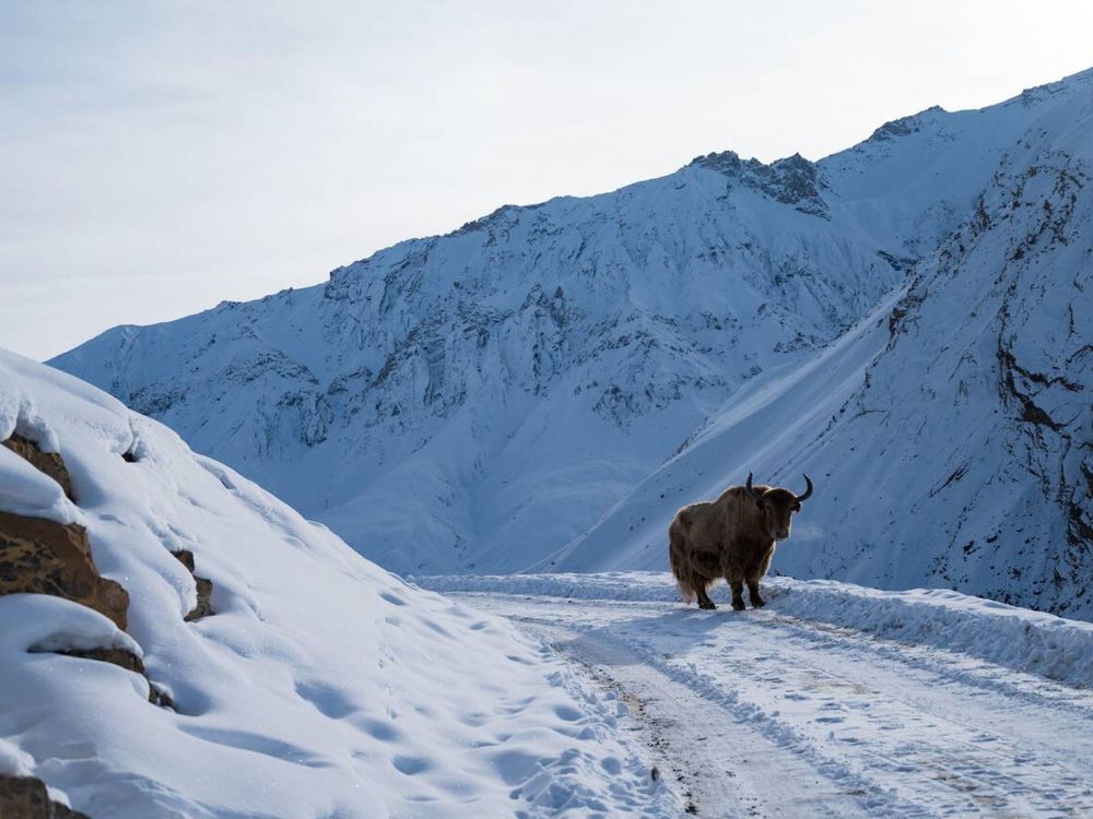 Wild yak in Spiti Valley in winter