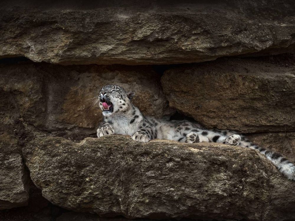 Snow Leopard resting under the rocks in Spiti valley