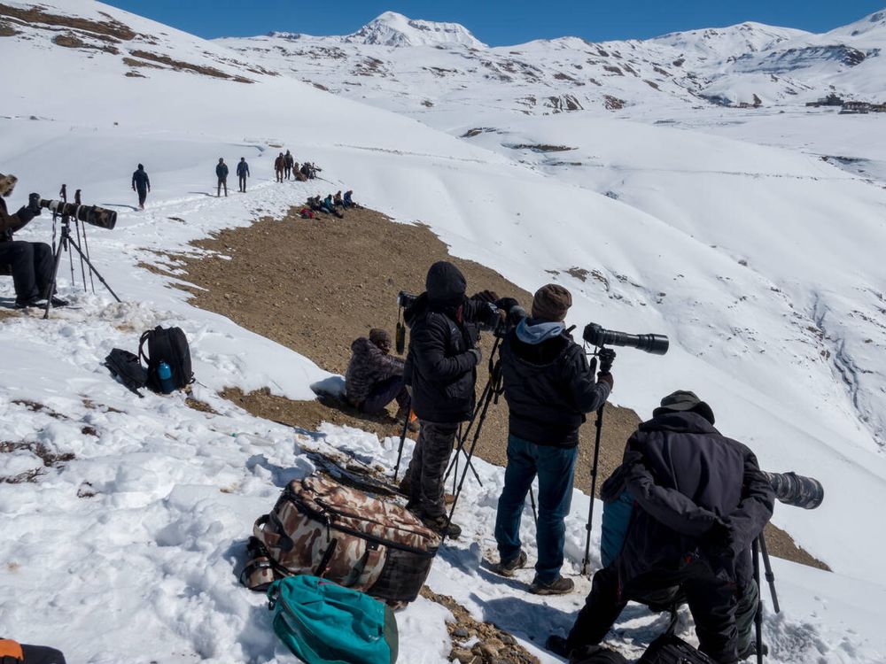 Snow leopard in spiti valley