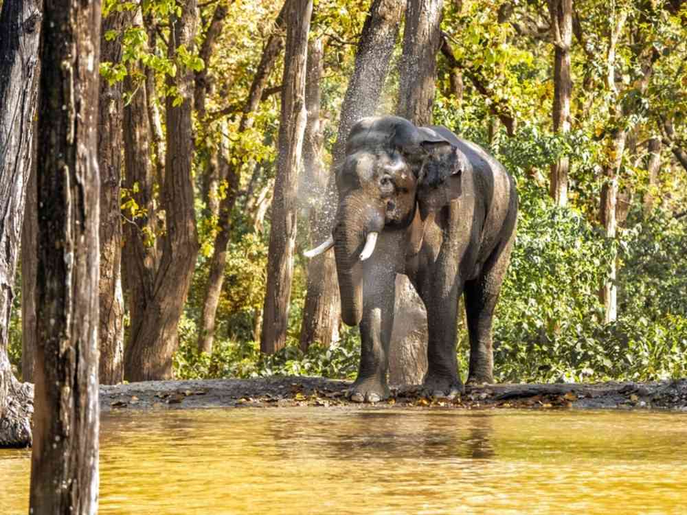 rajaji national park