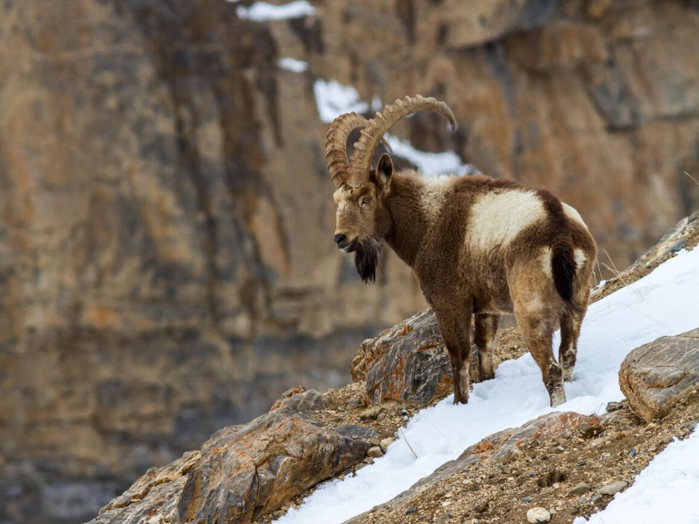Himalayan Ibex in Spiti valley
