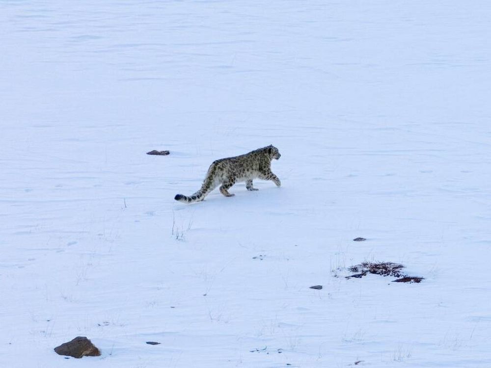 Snow leopard in Spiti valley