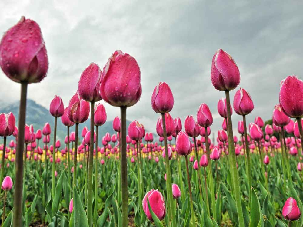 Srinagar best places to visit