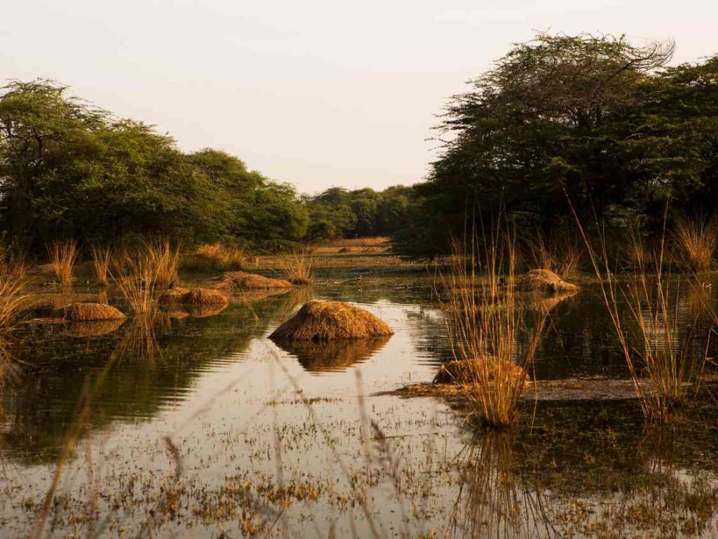 Inside of Sultanpur National Park at the dusk, Haryana, India