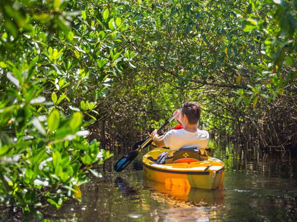 Mangrove Kayaking