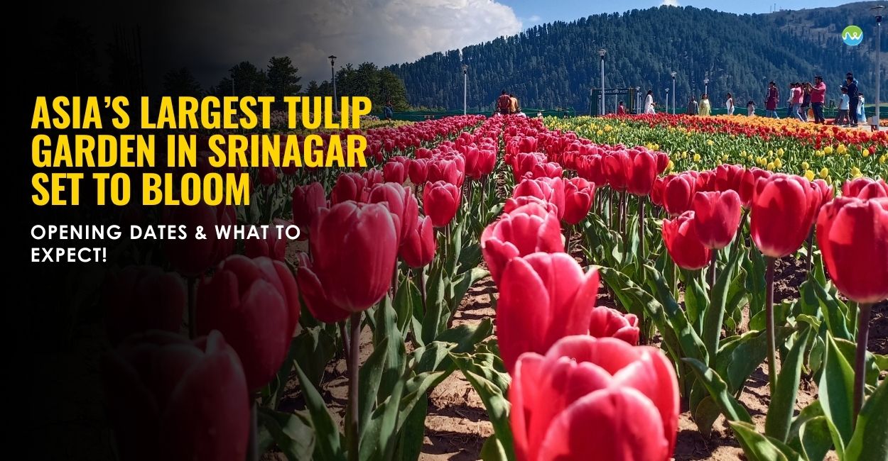 Tulip Garden Srinagar