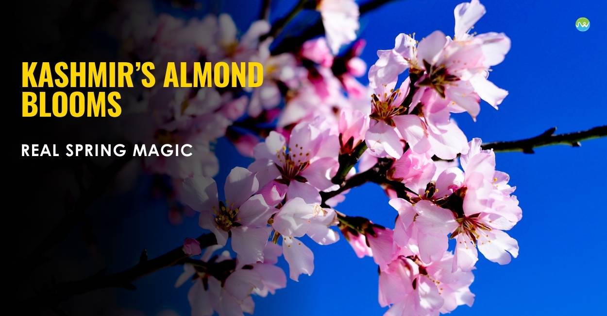 Almond Blossoms Kashmir