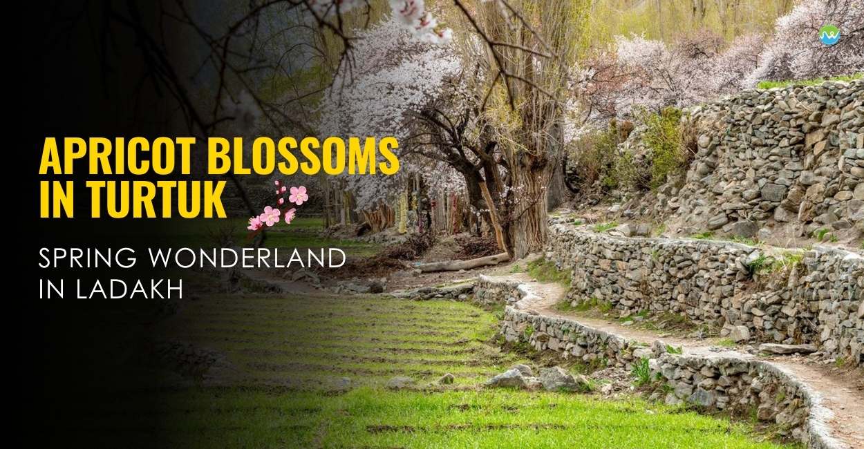 apricot-blossoms-turtuk