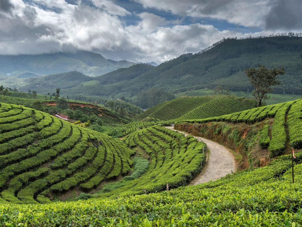 Munnar, Kerala