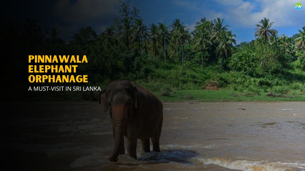 Pinnawala Elephant Orphanage