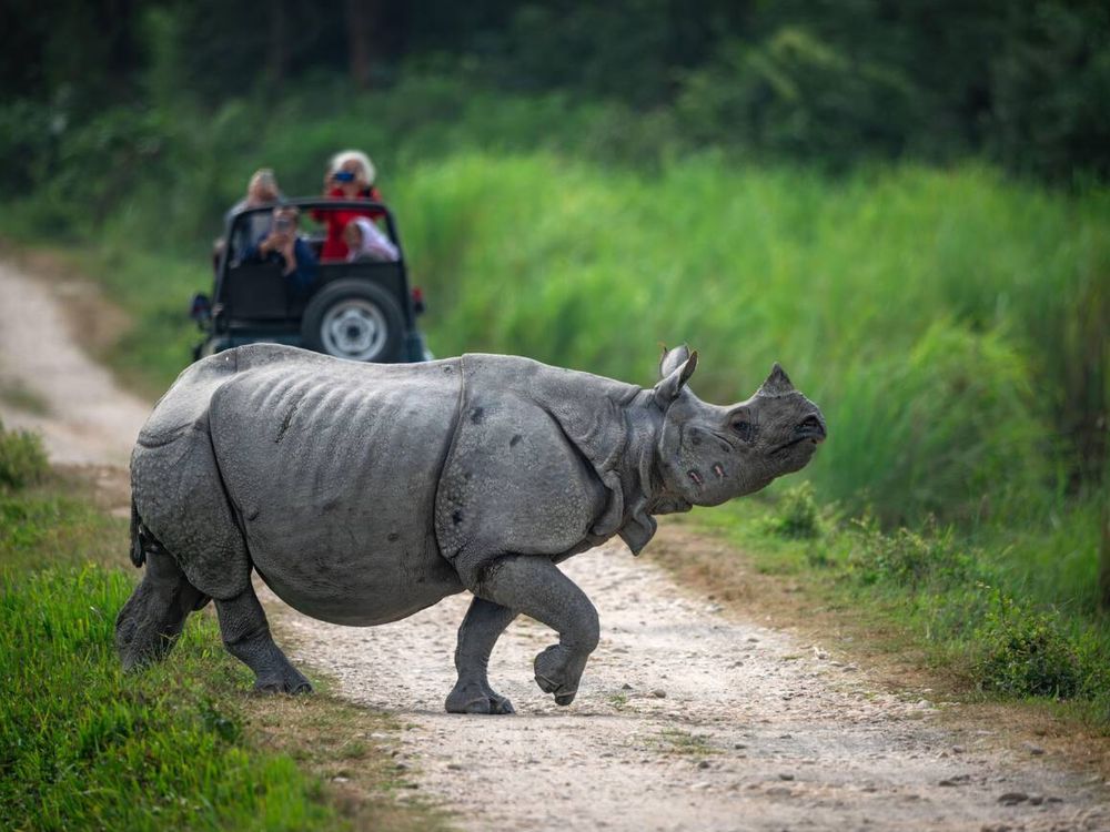 Kaziranga National Park