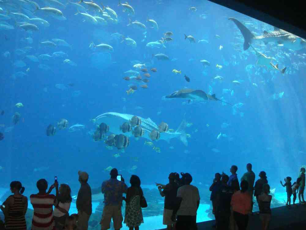 Visitors walking through glass tunnel surrounded by fish