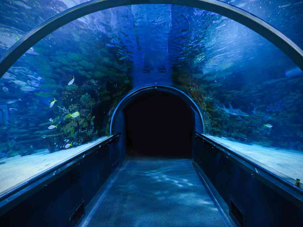 Wide view of immersive tunnel-style aquarium