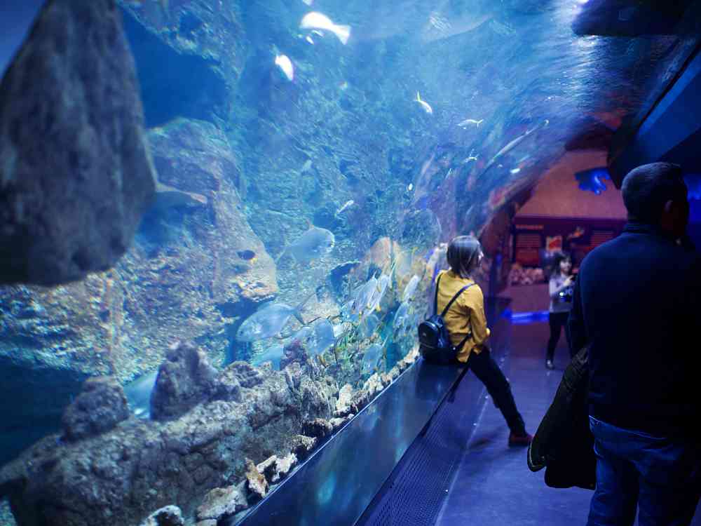 Colorful fish in a transparent aquarium tunnel