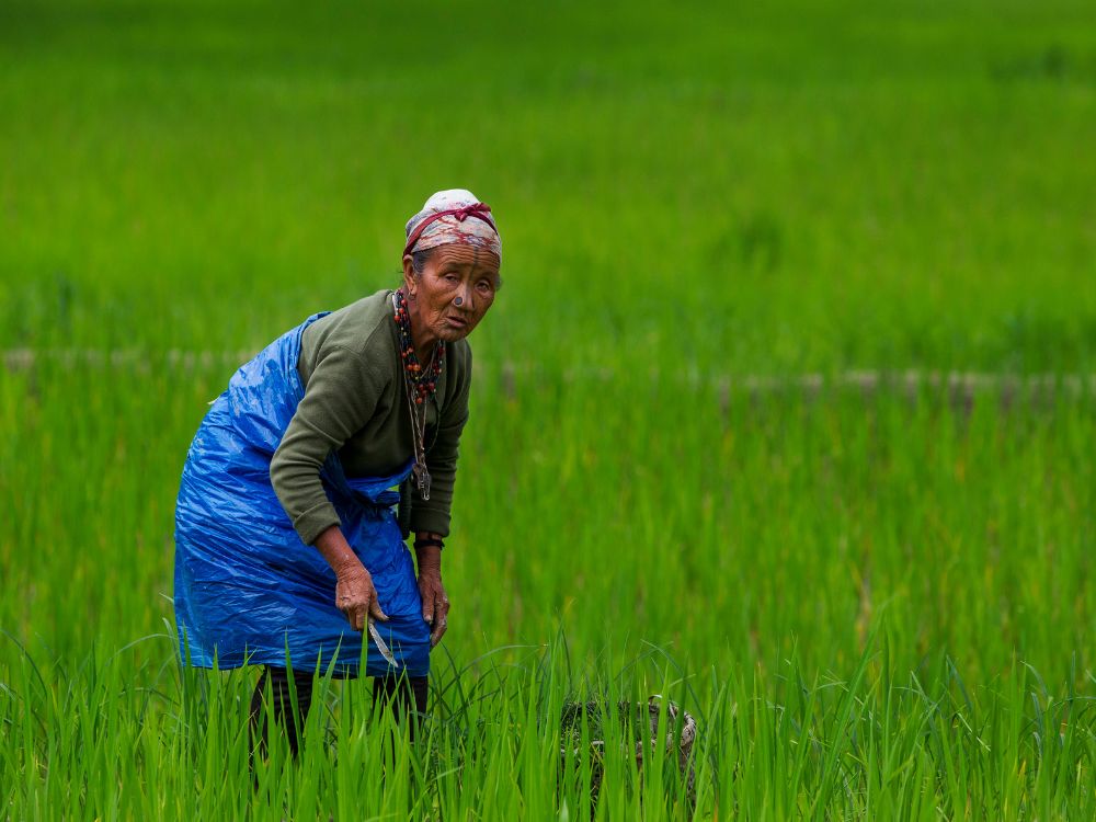 A woman from the Apatani Tribe working on her Paddy Field