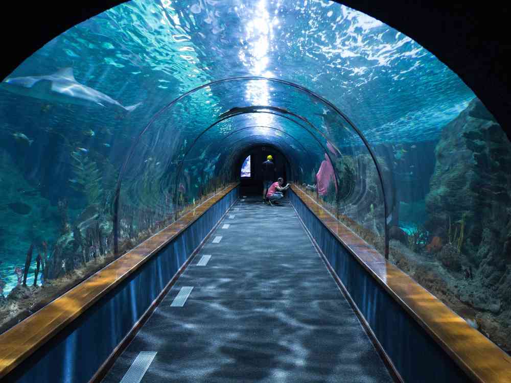 Child observing marine life inside tunnel aquarium